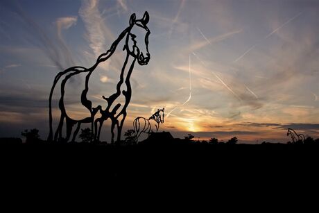 Paarden in avondzon.