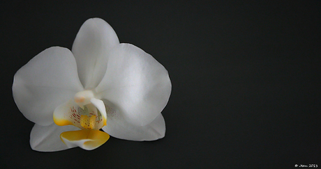 Orchidee.