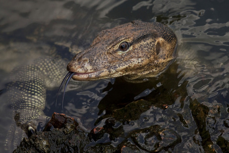 Lizzard