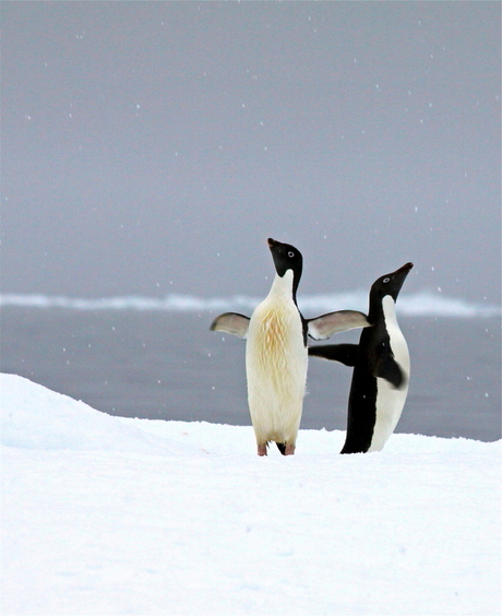 Dansende Adelie pinguïns