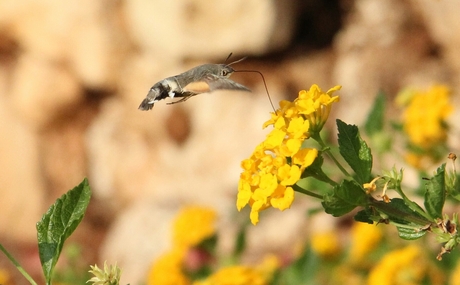 Kolibrie vlinder-1b