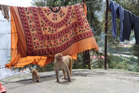 India,Monkey