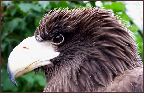 Eagle