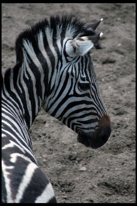 Zoomdag Burgers Zoo