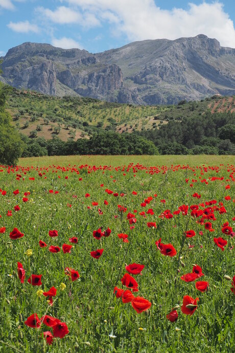 Andalusie in bloei
