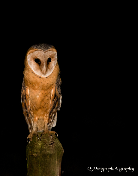 Tyto Alba