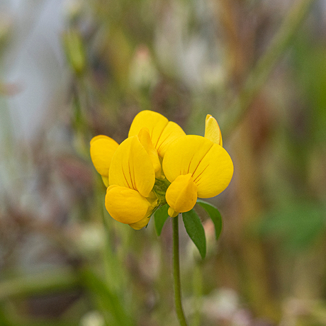 zomerbloem