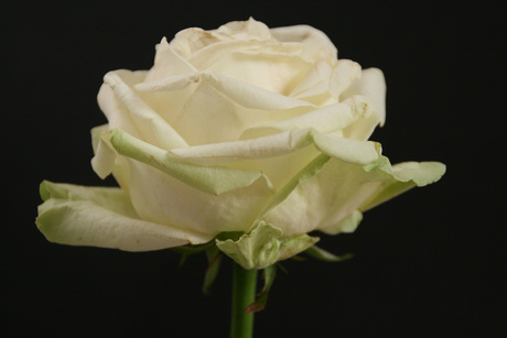 white rose