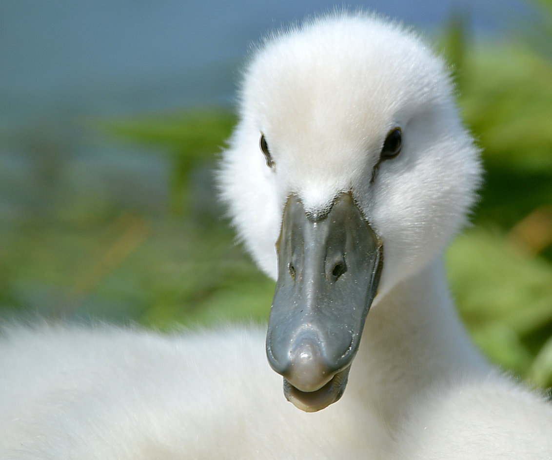 Jonge Zwaan. - Foto Van Hayke - Dieren - Zoom.Nl