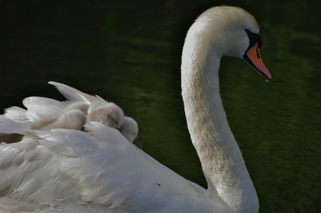 Sleepy little swans.