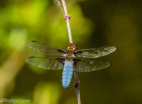 Platbuik Korenbout (Libellula Depressa)