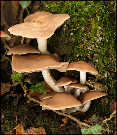 paddenstoelen