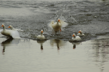 eendjes