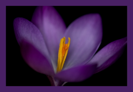 crocus