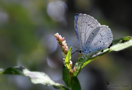 Het Boomblauwtje