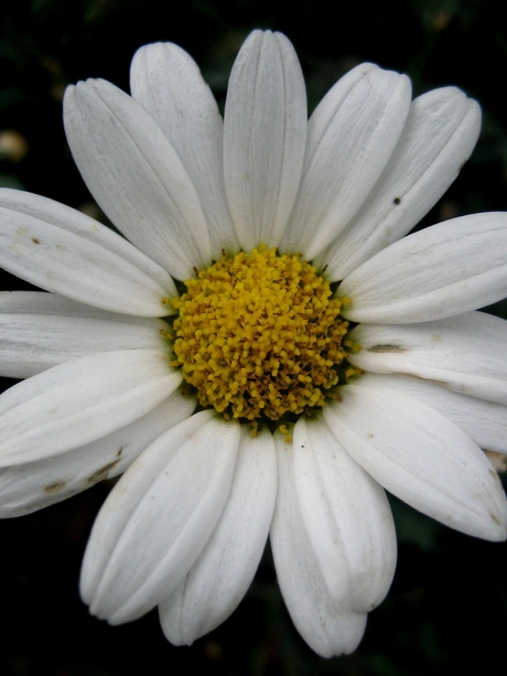 Margrietje.