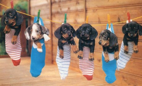 Het voorjaar schept leven