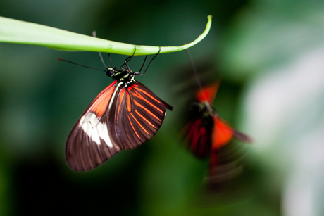 Heliconius erato erato fuliginosa