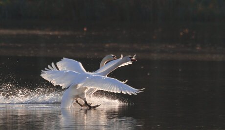 veilige landing