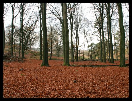 Herfstbladeren