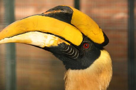 dubbele nueshoornvogel