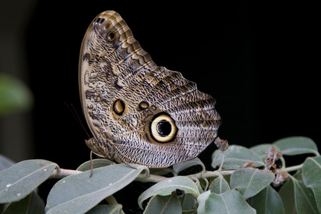 vlinder-.jpg
