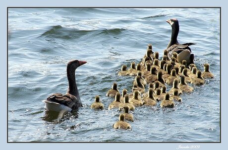 Een hele grote familie