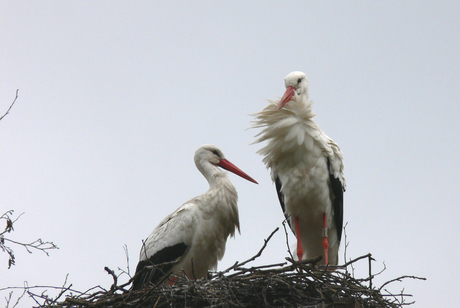 Ooievaars op het nest