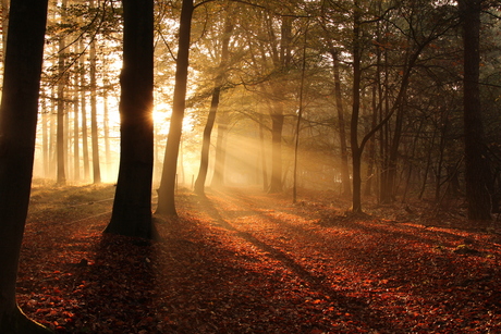 herfst kleuren