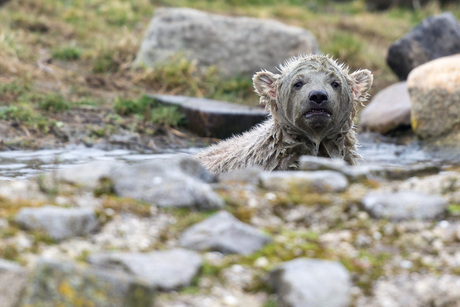 Ijsbeertje dat op Hyena wil lijken