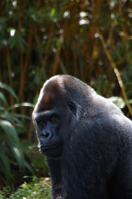 Gorilla