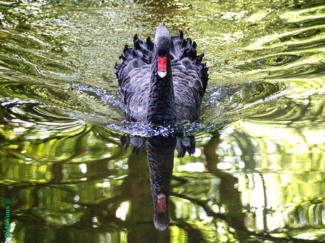 Black Black swan