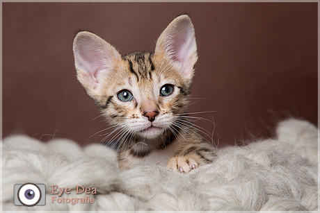 Savannah Kitten 2