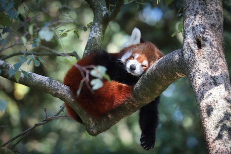 Rode panda