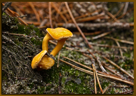 Valse dooierzwam Schoorlse duinen