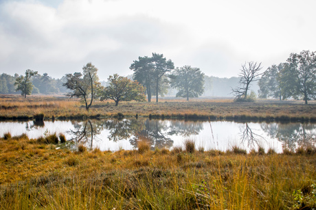 Hatertse vennen