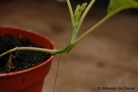 Ellendige veelvraat!