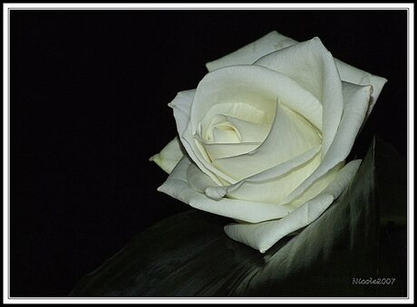 White Rose