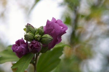 hibiscus