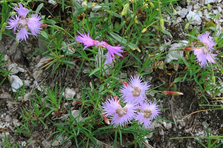 Dianthus Sternbergii.