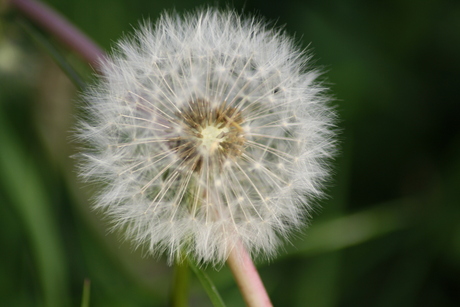 Paardenbloem