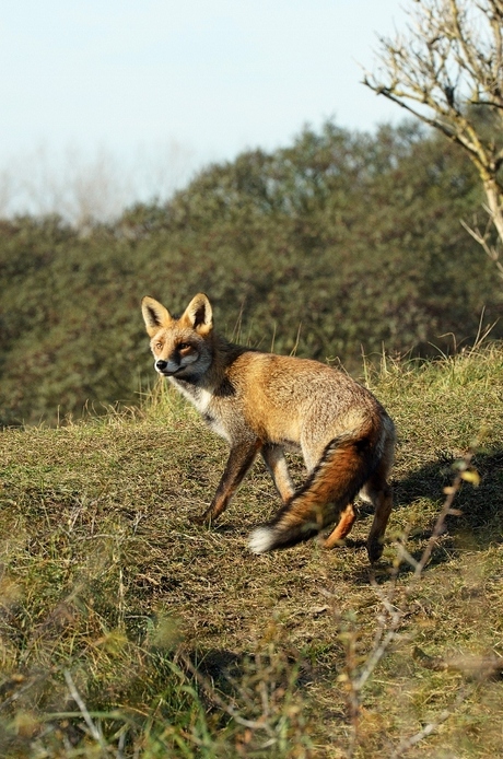 Duinen AWD. 10