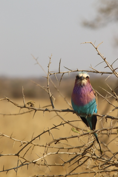 Lilac-breasted roller