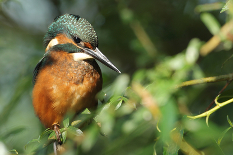 IJsvogel