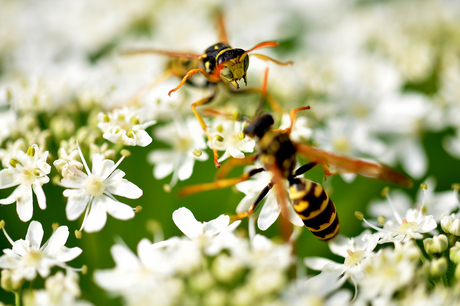 Wasps Fighting II