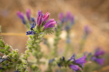 Spaanse bloemen