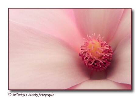 Hart van een Magnolia