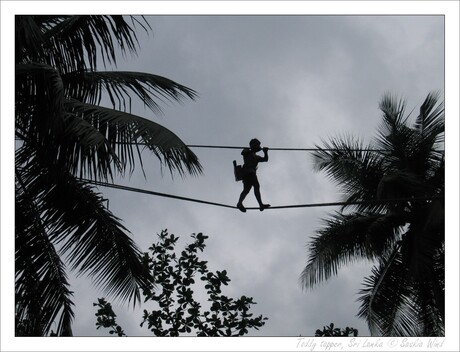 Toddy tapper, Sri Lanka