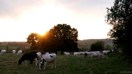 Koeien in de zonsondergang