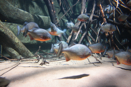 Piranjas